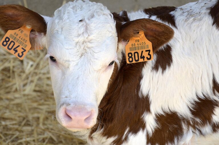 The beef dilemma: Trump faces backlash as US prices hit historic highs
