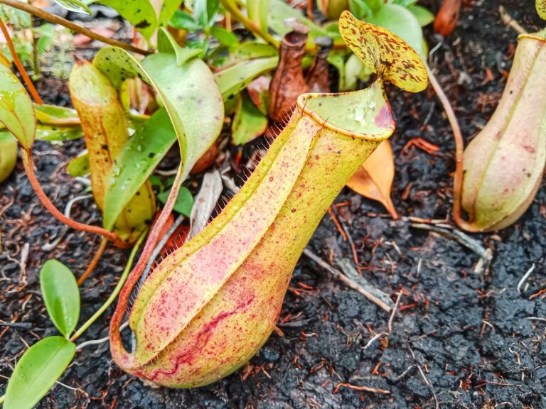Pitcher plant’s sweet nectar hides toxic nerve agent that dooms its prey