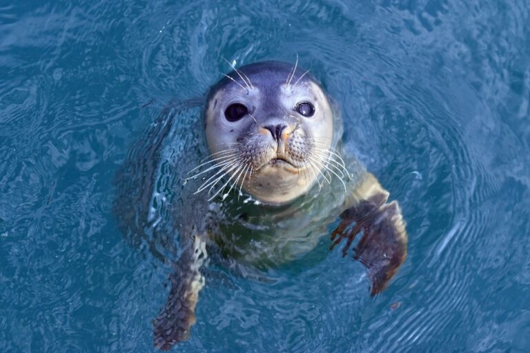 Seal Pup Expressions Charm Visitors at Lincolnshire Reserve