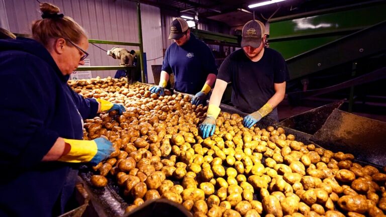 French Potato Crop Faces Sharp 2026 Drop This Year