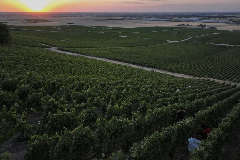 Record Early Champagne Harvest Shows Climate Impact